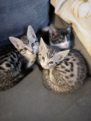 Savannah mix kittens