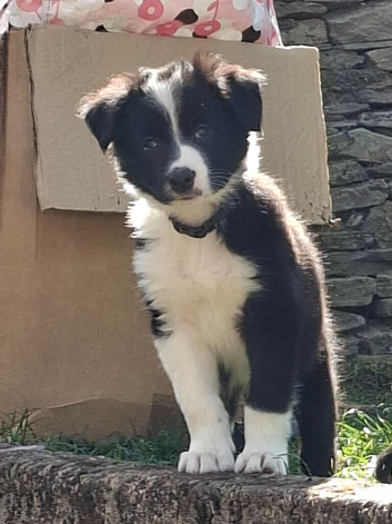 Gorgeous collie pups