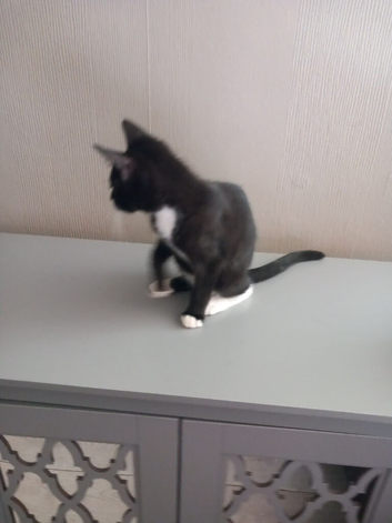 Kittens