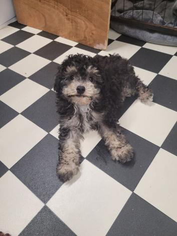 Asian toy poodles