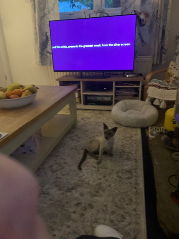 Beautiful blue point female Siamese cat