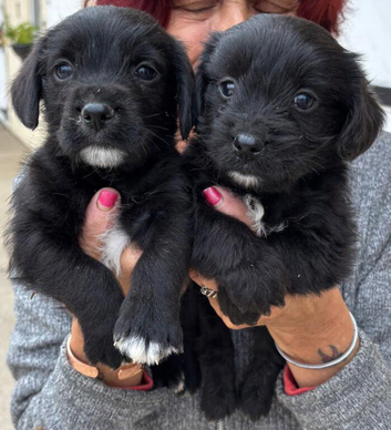 WESTNAL PUPPIES FOR SALE - 5* licenced breeder