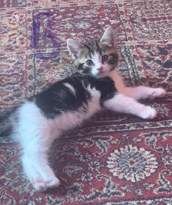 Beautiful kittens for sales