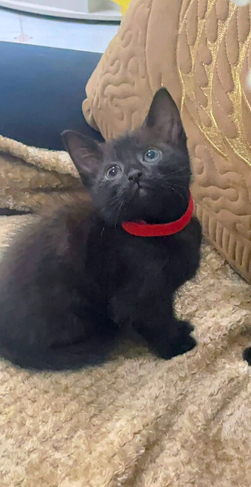 Beautiful kittens