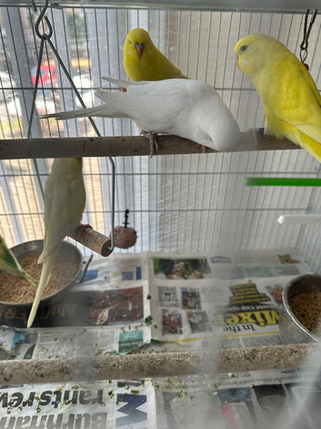 Budgies albinos litino handtame breeding pairs etc