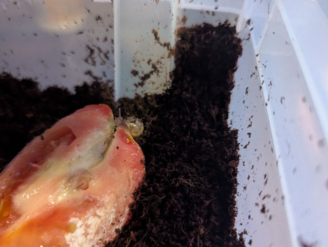 Baby giant African land snails