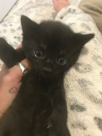 Beautiful boys for sale