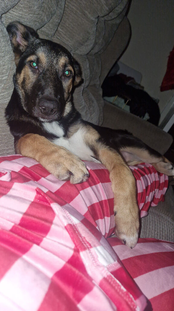 German Shepherd cross border collier