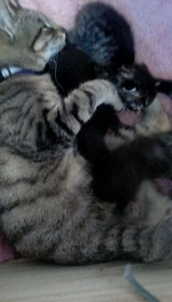 STUNNING ORIENTAL BENGAL X ASIAN MAY KITTENS=RARE COLOURS