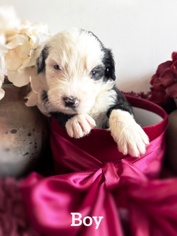 Old english sheepdog x bernese mountain dog puppies.