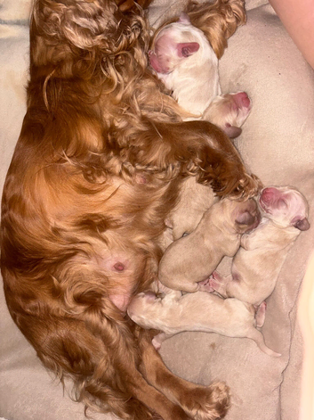 Cocker spaniel x golden retriever