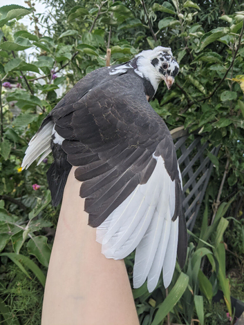 Hand reared young fancy pigeon