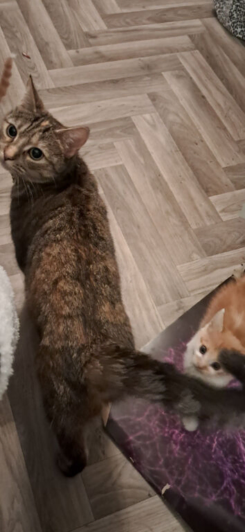 Kittens for sale