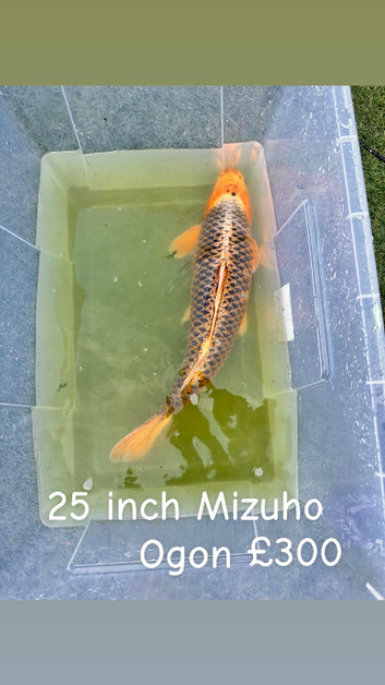 Large koi carps