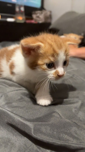 Bengal cross kittens