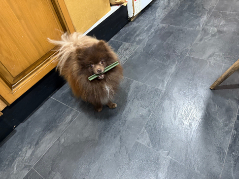 Stud Pomeranian   Chocolate