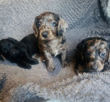 2 boy doxiepoo looking for new homes