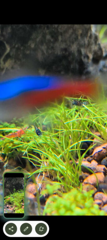 Blue dream and red cherry shrimp babies