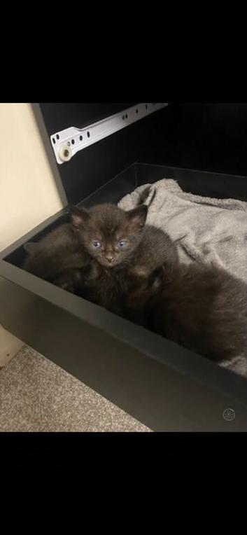 Kittens