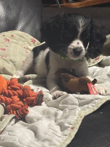 Cavapoo girl left