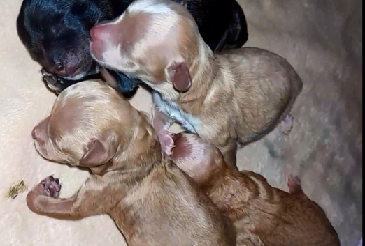 Quality true Toy Asian teddy bear brown ,tanned Maltipoo Puppies Just arrived