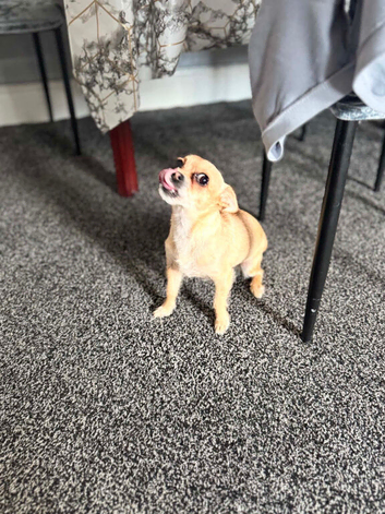 Mixed chihuahua