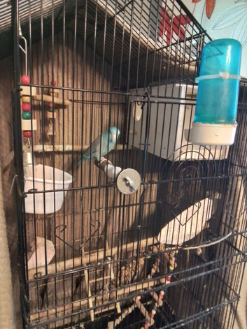 Male parrotlet