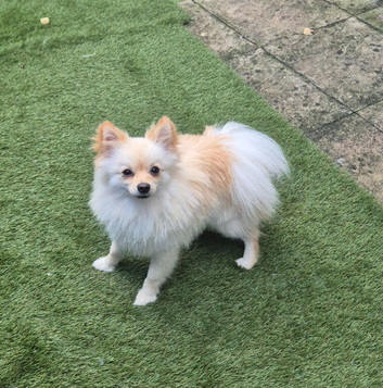 I am selling a Pomeranian