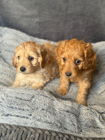 Cockapoo Puppies looking for there forever home