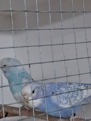 Budgie