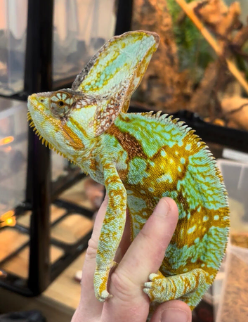 CB26 Yemen Chameleon Babies AVAILABLE SEPT/OCT 2026