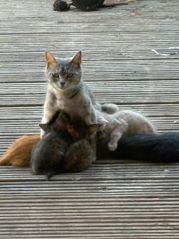 British shorthair kittens