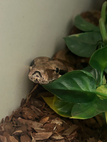 Common boa