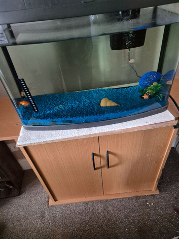 Gold fish