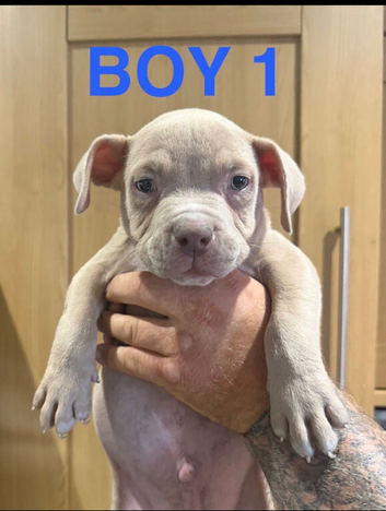 American bully puppies