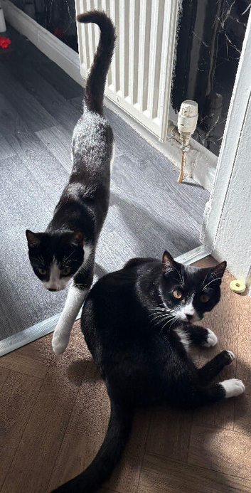 2 x kittens aged 10 months