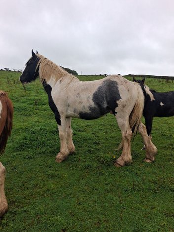 Coloured cob driving stallion