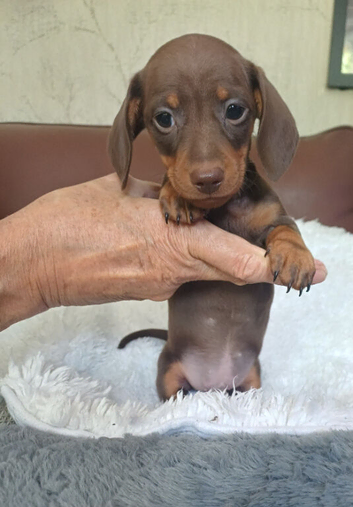 BEAUTIFUL DACHSHUND BABIES