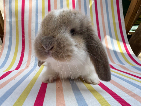 Two litters Giant pure bred French lop rabbits