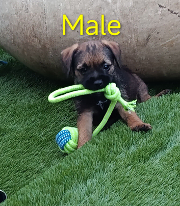 Border Terrier puppies