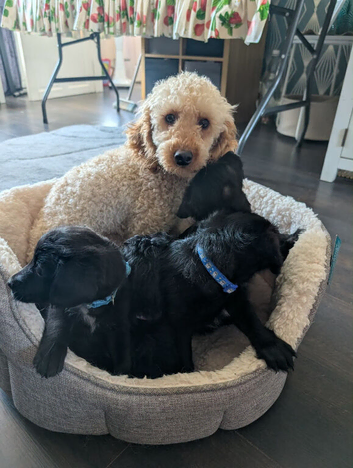 Poodle x French bulldog