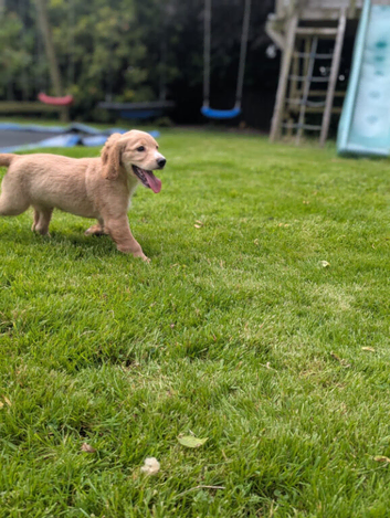 Cocker spaniel pup