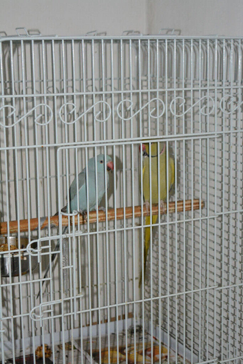 Indian ring neck parrots