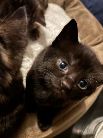 ***ONE left beautiful black boy***