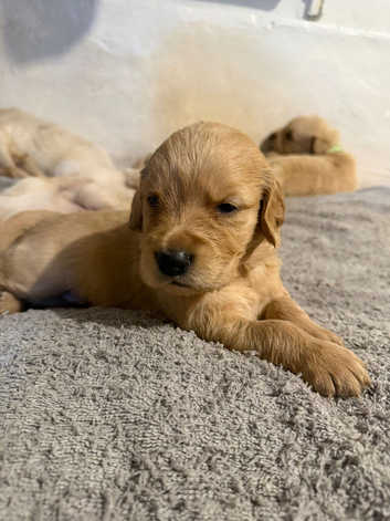 EXCELLENT GENETICS BRED GOLDEN RETRIEVERS