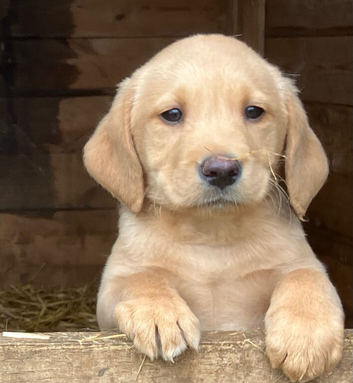 Pure Labradors ready now.