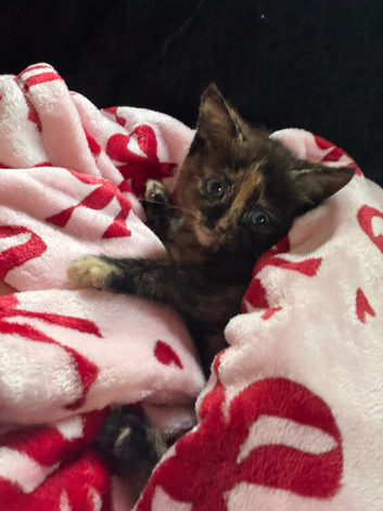 2 tortoiseshell kittens