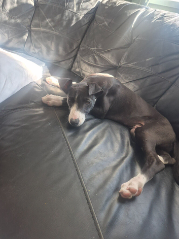 Male Lurcher + whipped for sale