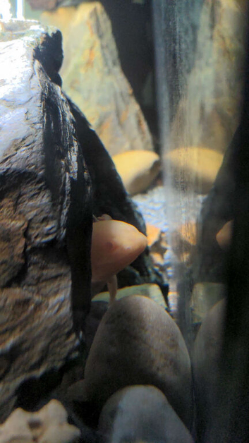 3 axolotls 1 albino snd 2 wild type the wild types are a breeding pair have had 2 sets of babys already