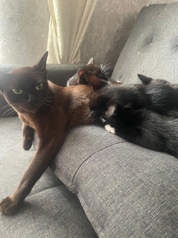 Burmese Mix